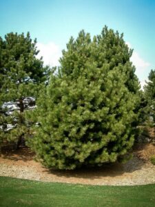 Сосна Чёрная (Pinus Nigra) купить по цене от 270.00р. в интернет-магазине «Посадика» с доставкой почтой в в Хотьковое и по всей России – [изображение №1].