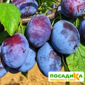 Слива Чачакская ранняя купить по цене от 229.00р. в интернет-магазине «Посадика» с доставкой почтой в в Хотьковое и по всей России – [изображение №1].