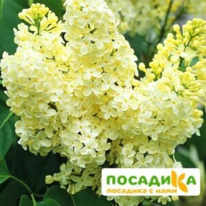 Сирень Примроуз (Primrose) купить по цене от 529.00р. в интернет-магазине «Посадика» с доставкой почтой в в Хотьковое и по всей России – [изображение №1].