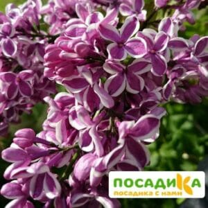 Сирень Сенсация купить по цене от 529.00р. в интернет-магазине «Посадика» с доставкой почтой в в Хотьковое и по всей России – [изображение №1].