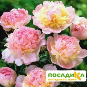 Пион Распберри Сандей (Paeonia Raspberry Sundae) купить по цене от 959р. в интернет-магазине «Посадика» с доставкой почтой в в Хотьковое и по всей России – [изображение №1].