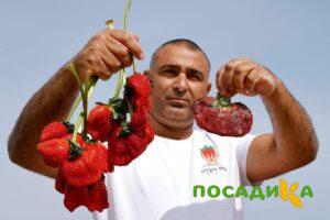 Клубника Гигант Джорнея купить по цене от 266р. в интернет-магазине «Посадика» с доставкой почтой в в Хотьковое и по всей России – [изображение №1].