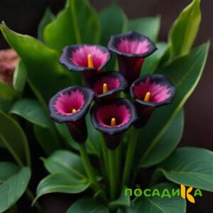 Калла Аура Лейс купить по цене от 400р. в интернет-магазине «Посадика» с доставкой почтой в в Хотьковое и по всей России – [изображение №1].