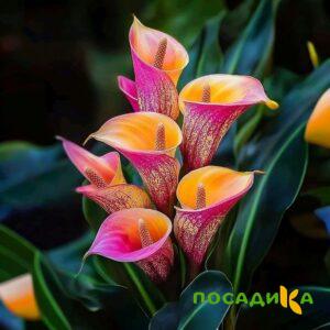 Калла Оникс купить по цене от 450р. в интернет-магазине «Посадика» с доставкой почтой в в Хотьковое и по всей России – [изображение №1].