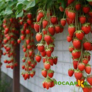 Клубника вьющаяся Комплимент купить по цене от 470р. в интернет-магазине «Посадика» с доставкой почтой в в Хотьковое и по всей России – [изображение №1].