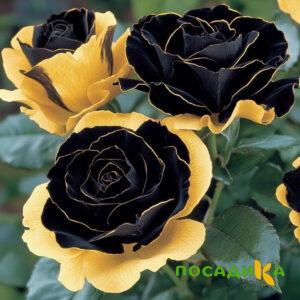 Роза Ханни Сикл купить по цене от 700р. в интернет-магазине «Посадика» с доставкой почтой в в Хотьковое и по всей России – [изображение №1].