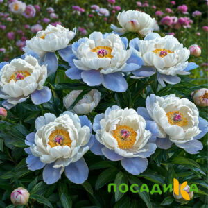 Пион акварельный Этюд купить по цене от 806р. в интернет-магазине «Посадика» с доставкой почтой в в Хотьковое и по всей России – [изображение №1].