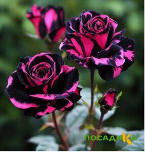 Роза Багровый Шепот купить по цене от 366р. в интернет-магазине «Посадика» с доставкой почтой в в Хотьковое и по всей России – [изображение №1].