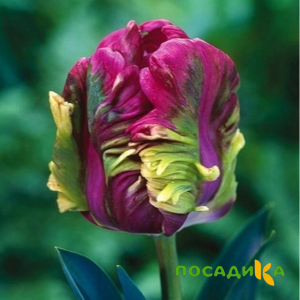 Тюльпан Экзотик Хэвен купить по цене от 186р. в интернет-магазине «Посадика» с доставкой почтой в в Хотьковое и по всей России – [изображение №1].