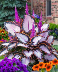 Хоста Кримэн Дрим купить по цене от 549р. в интернет-магазине «Посадика» с доставкой почтой в в Хотьковое и по всей России – [изображение №1].