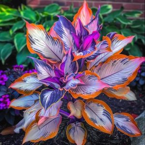 Хоста Эмеральд Тиара купить по цене от 602р. в интернет-магазине «Посадика» с доставкой почтой в в Хотьковое и по всей России – [изображение №1].