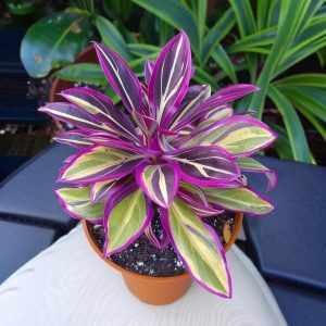 Хоста Сильвер Стик купить по цене от 650р. в интернет-магазине «Посадика» с доставкой почтой в в Хотьковое и по всей России – [изображение №1].