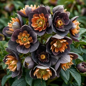 Морозник Блум Айс купить по цене от 499р. в интернет-магазине «Посадика» с доставкой почтой в в Хотьковое и по всей России – [изображение №1].