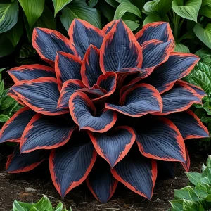 Хоста Солнечный Агат купить по цене от 440р. в интернет-магазине «Посадика» с доставкой почтой в в Хотьковое и по всей России – [изображение №1].