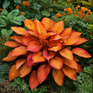 Хоста Солнечный Нектар купить по цене от 605р. в интернет-магазине «Посадика» с доставкой почтой в в Хотьковое и по всей России – [изображение №1].