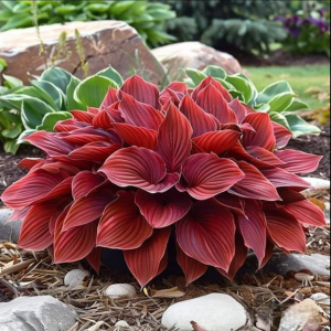 Хоста Рэд Эйнджл купить по цене от 549р. в интернет-магазине «Посадика» с доставкой почтой в в Хотьковое и по всей России – [изображение №1].