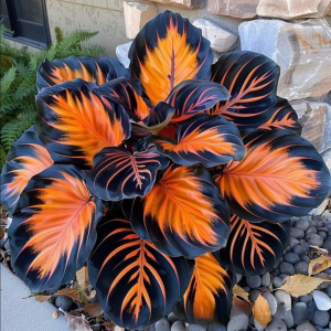 Хоста Сикрет Форест купить по цене от 601р. в интернет-магазине «Посадика» с доставкой почтой в в Хотьковое и по всей России – [изображение №1].